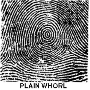 plain whorl fingerprint