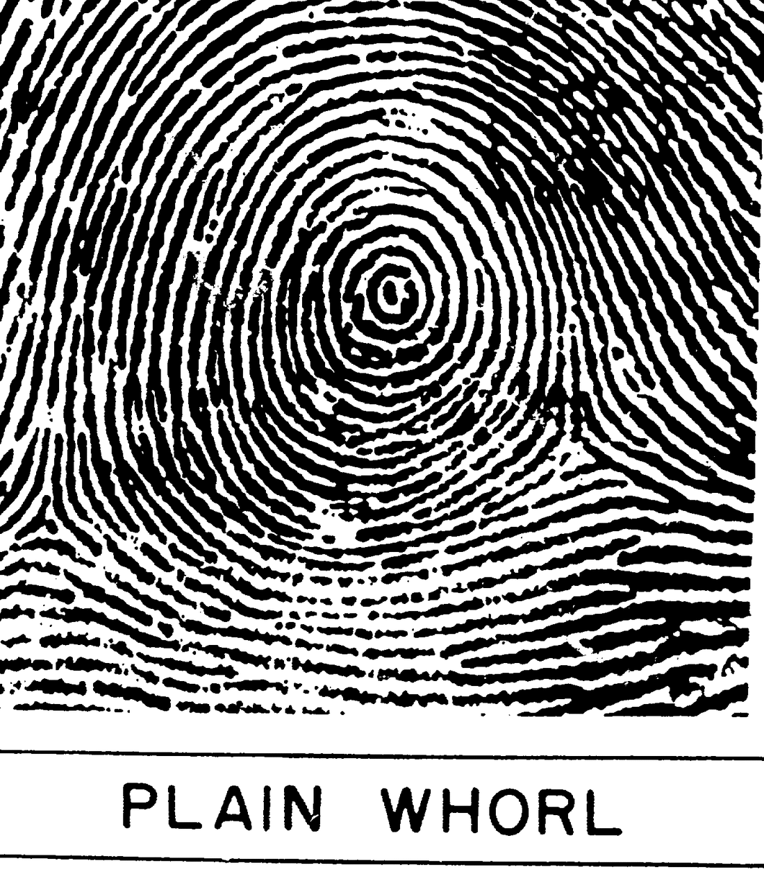 plain arch fingerprint