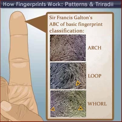 types of whorl fingerprints